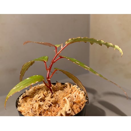 Begonia sp. "Nanga pinoh" Kab. Melawi [TB]
