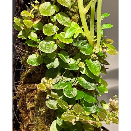 Ficus sp. from Aceh sumatera [LA0616-04]