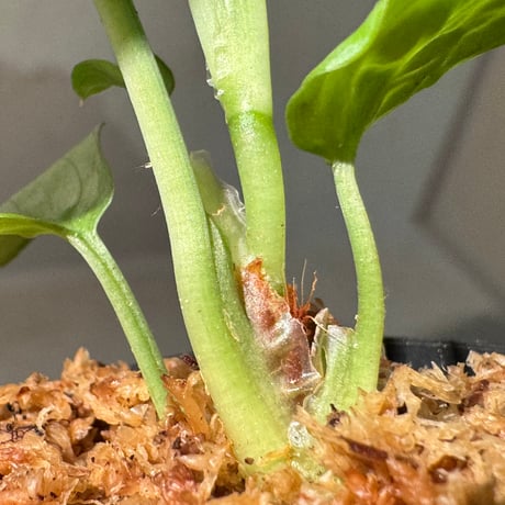Homalomena sp. "Silver Bullet GG" from P.Linga [AZ0917-1] ①