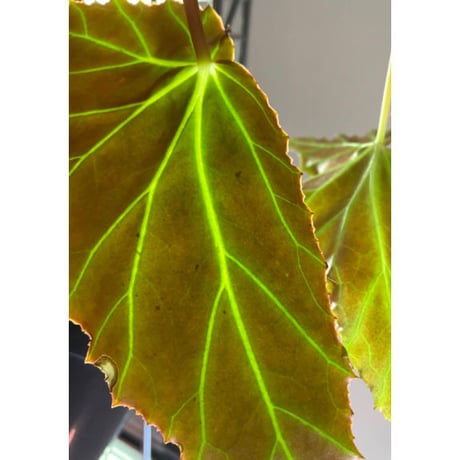 Begonia cf. laruei from Aceh sumatera [LA0216-02]