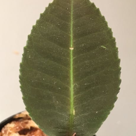 Labisia sp. Black Leaf from Riau