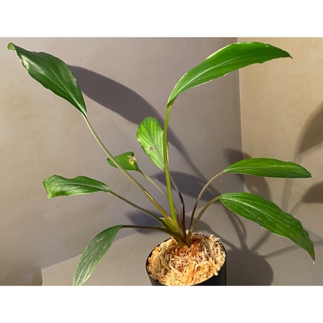 Homalomena sp. Sekadau Selatan