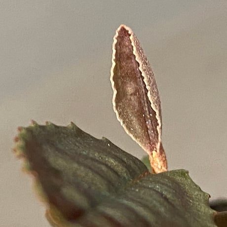Labisia sp. from Malaysia [KN]