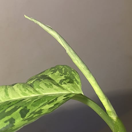 Aglaonema pictum " White-Devil" JCS from Pulau Nias [AZ0715-2]