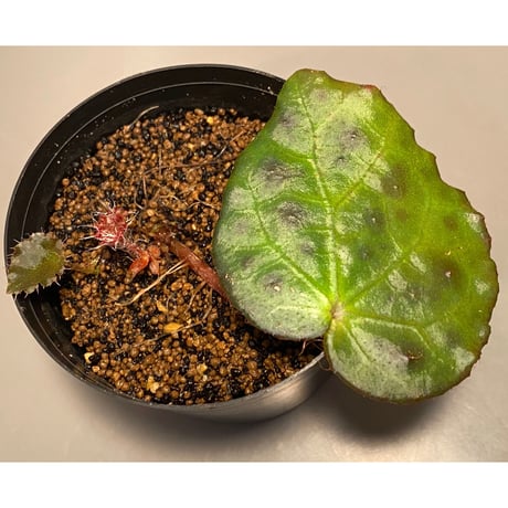 Begonia melanobullata from Viet  Nam