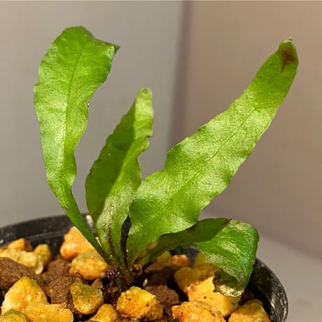 Microsorium sp. from Krabi Southern Thailand