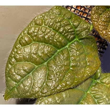 Ficus sp. from Selangor