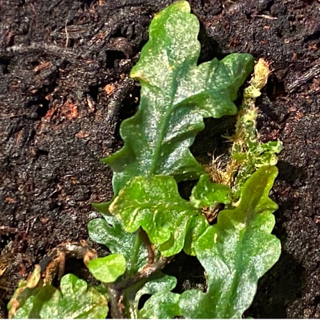 Teratophyllum sp. from Sibolga Timur [HW1017-03]