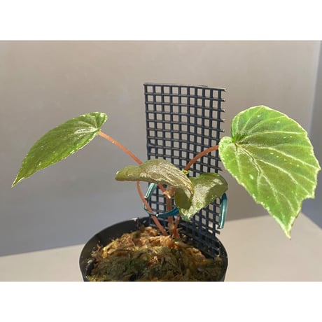 Begonia sp. from Sulawesi