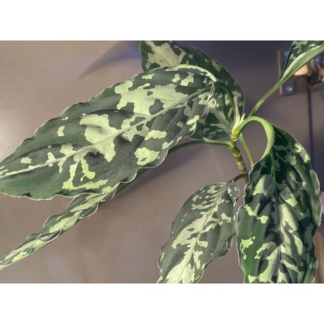 Aglaonema pictum "Star Platinum" IBU from Sibolga timur [AZ0114-5]