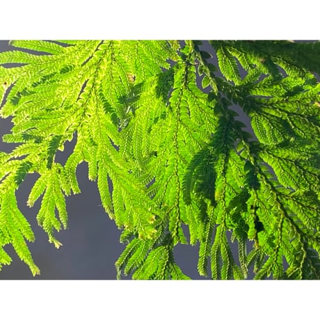 Selaginella sp. from Sangkhlaburi Kanchanaburi Thailand ④
