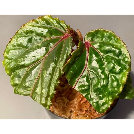 Begonia sp. from Sarawak