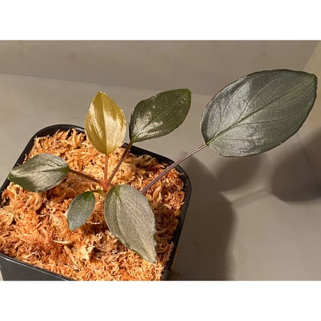 Homalomena sp."赤鉄鉱” from Kepulauan Riau [SGP import] KZT