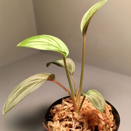 Homalomena sp. from Kapuas Hilir