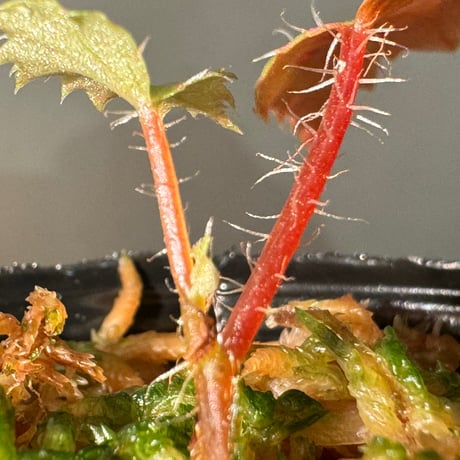 Begonia sp. "Muara Wahau" Kutai timur Kalimantan timur [TB]