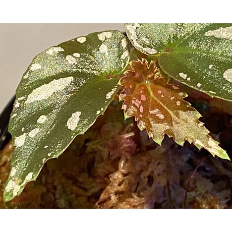 Begonia sp. "雪の宿" from Lampung sumatera [LA0217-01]