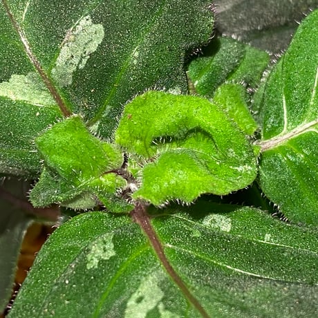 Gymnostachyum sp. from Tigalingga [HW0219-02]