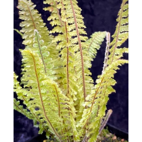 (大株) Trichomanes sp. from Iquitos Peru [tanakay]