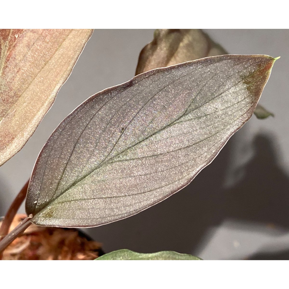 Homalomena sp. 