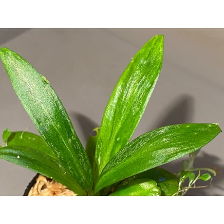 Schismatoglottis sp. "初霜錦" from Murung raya [LA0515-05]