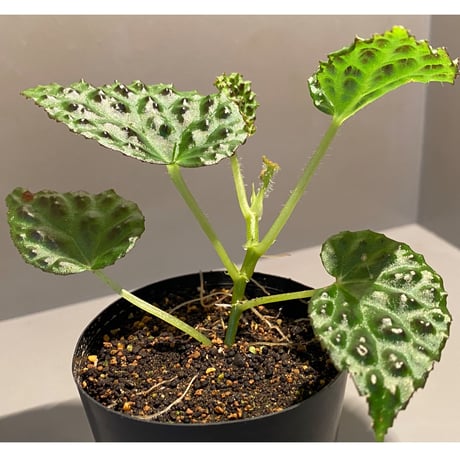 Begonia dracopelta from Borneo