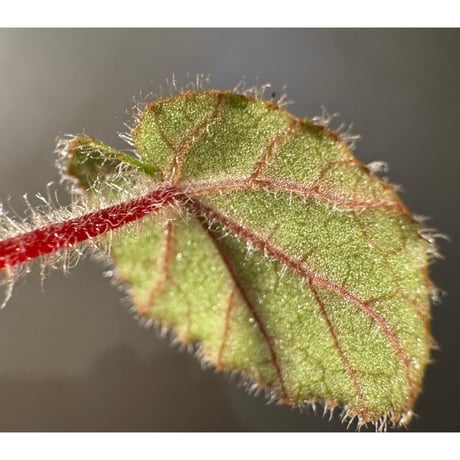Begonia austroguangxiensis