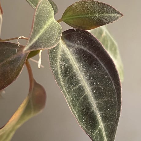 Pachycentria sp. from  Selangor