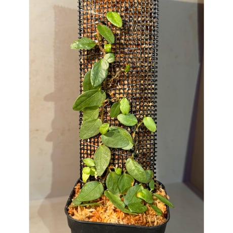 Ficus sp. from Murung raya [LA0515-05]