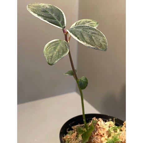 Cosmianthemum bullatum [LA0515-02]