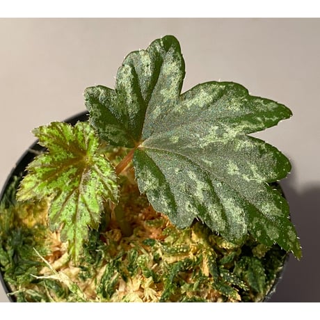 Begonia cv. Jaggy [LA0314-00-f1]