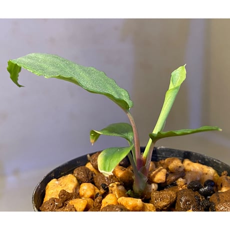 Homalomena sp. "Shirogane" SGP from Pulau Linga [HW1017-XX]