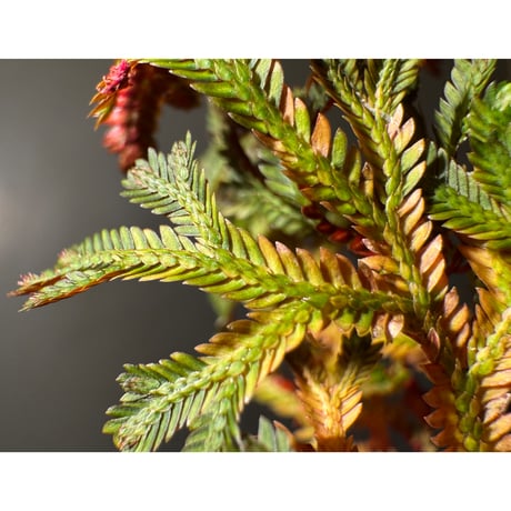 Selaginella erythropus from West Java