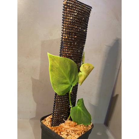 Philodendron sp. from Iquitos Peru [tanakay]
