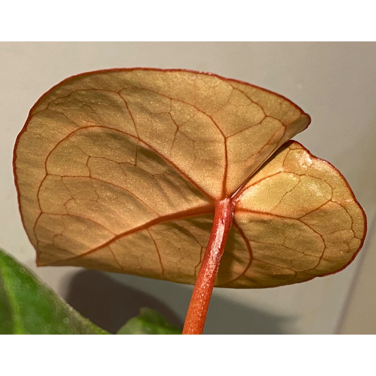 Anthurium Magnificum x Ace of spades | M・R・G・R Anthurium Magnificum x Ace of spades | M・R・G・R
