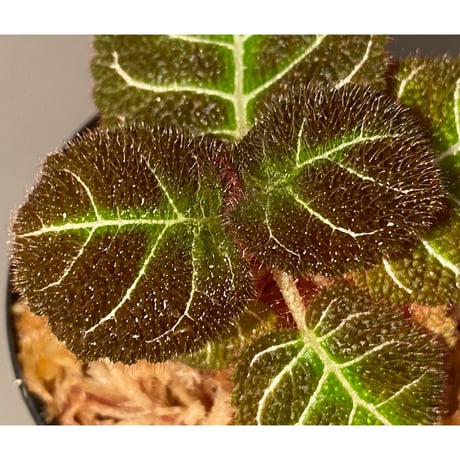 Pearcea hypocyrtiflora from Rio Napo Ecuador [tanakay] 白葉脈