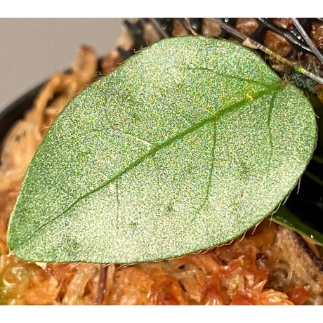 Ficus sp. from Murung raya [LA0515-05]