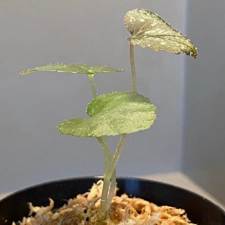 Begonia Variabilis from Dabong [TK150717]