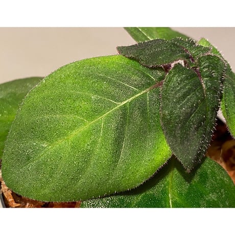 Gymnostachyum sp. from Tigalingga [HW0219-02-f1]