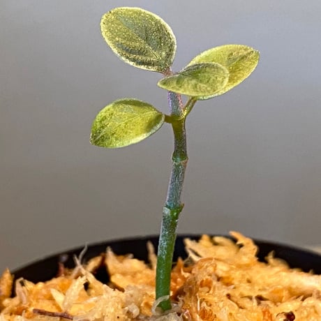 Cosmianthemum bullatum [LA0515-02]