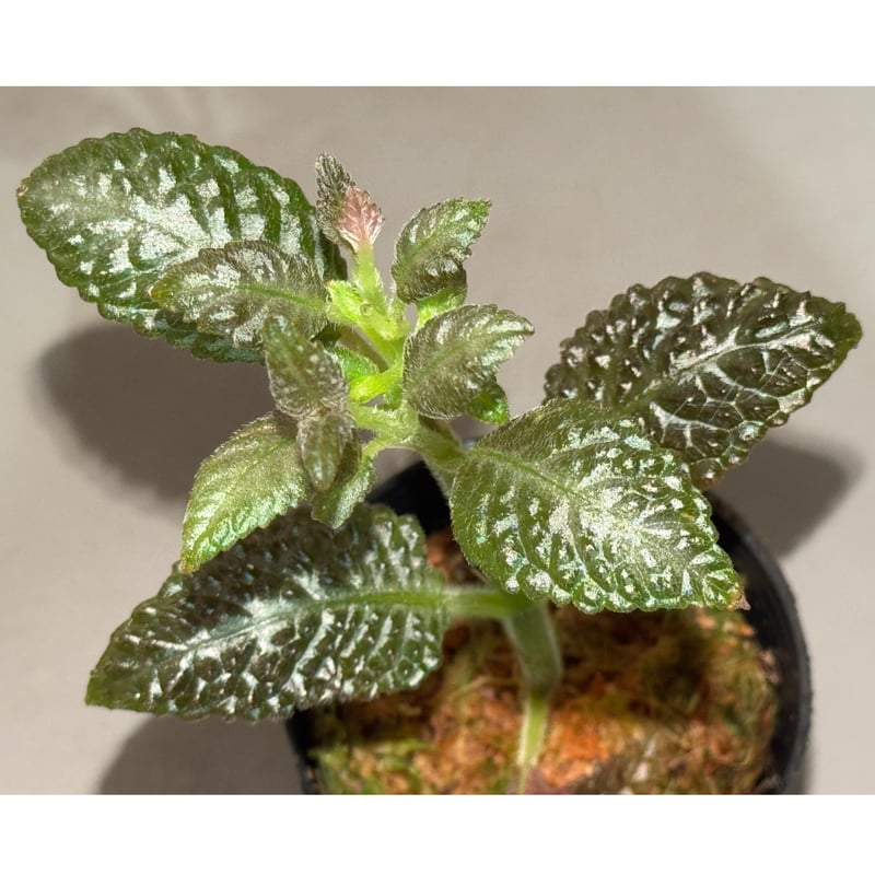 Nautilocalyx sp. 伊藤蟻植物農園 | M・R・G・R