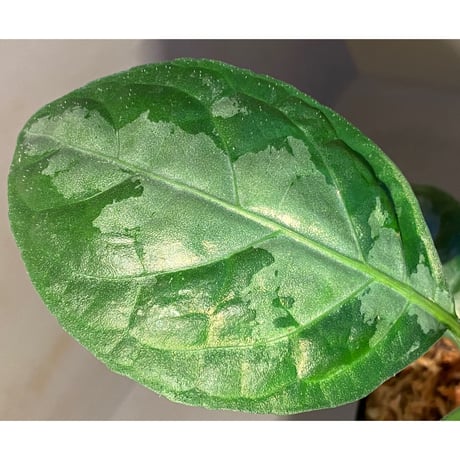 Gymnostachyum sp. from Aceh sumatera [LA1116-02]