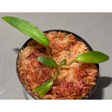 Homalomena sp. from West Papua [KZT]