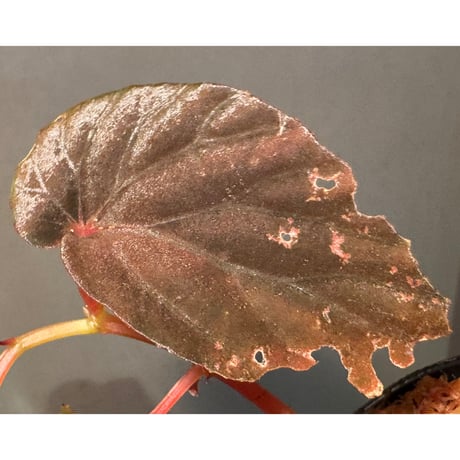 Begonia sp. from Kapuas hulu