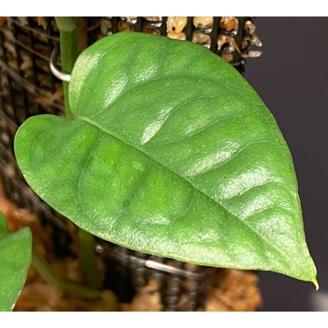 Philodendron sp. from Venezuela [tanakay]