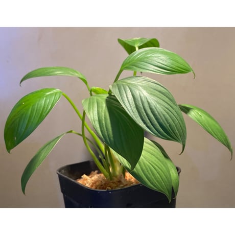 Homalomena sp. from Kuala Balah [TK270316]