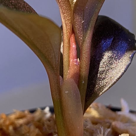 Rhodospatha sp. from Ecuador [tanakay]