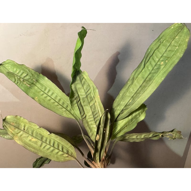 Mapania cuspidata from Bengkayang West Kalimant
