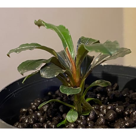 (脇芽付き) Bucephalandra sp. "Sexy Pink"