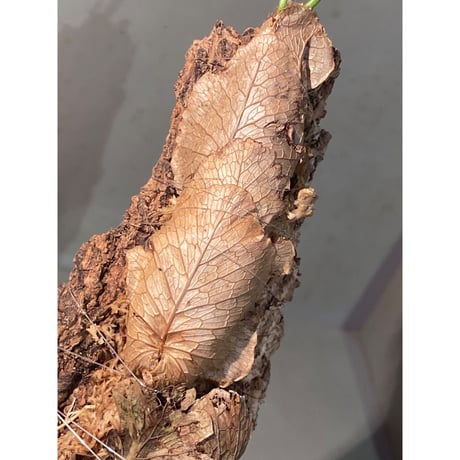 Drynaria bonii Chaiyaphum province Thailand