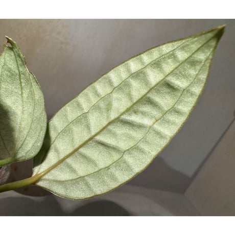 Anthurium arisaemoides